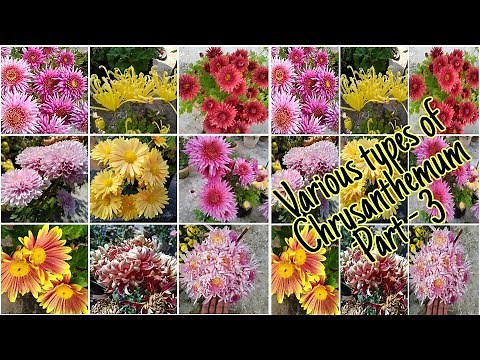 Various types of Chrysanthemum, Part 3 (36 types) by Garden Gyan