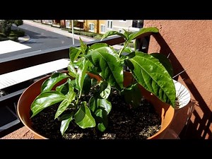 Growing Passion Fruit from Seeds, Days 101-143