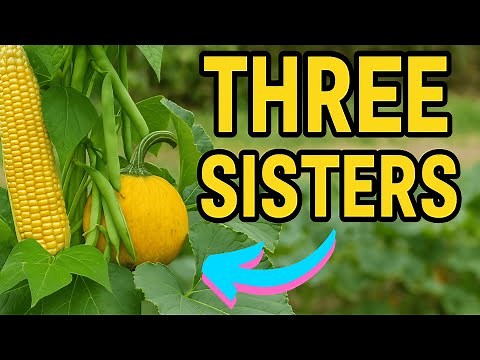 Planting the Native American Way: Three Sisters Explained