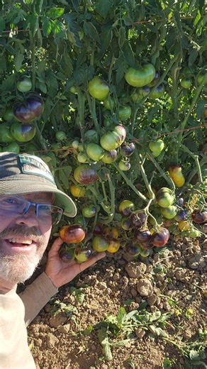 I pruned back some leaves in the Blue Gold section and found Tomato Heaven 🍅 The tomatoes that are all green had no sunlight exposure and will produce more of the purple anthocyanin now that they have UV exposure. As this variety ripens from green to yellow, the purple anthocyanin will turn black. | Wild Boar Farms