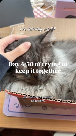 ChupaChup on Instagram: "Day 4/30: Bee is not feeling well. He’s usually ferociously hungry and energetic. 😭 Protection order hearing is tomorrow! Her GoFundMe is linked in my bio if anyone wants to donate a few bucks ❤️ (pls don’t donate if you’re broke or if you already did) #vlog #dayinmylife #dvawareness #cat #smallbusinessowner"