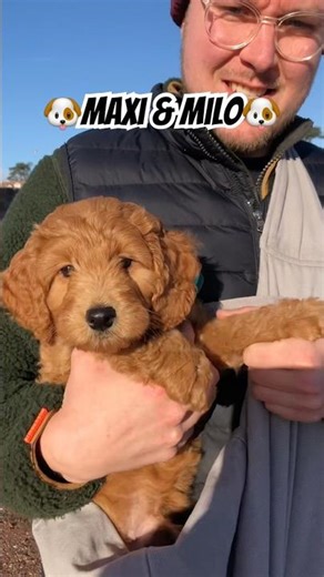 Maxi @ Milo at the beach🐶#cockapoo #shihpoo #beachdogs #puppy #barkingbliss #cutedogs #dogslife
