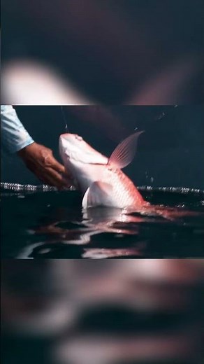 This Is the Red Snapper Everyone Wants to Catch