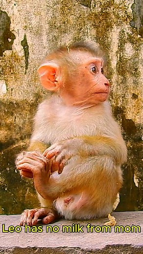 78K views · 1.8K reactions | World Comedy on Reels | Facebook