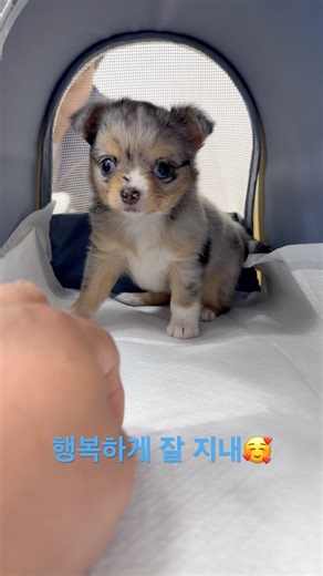 A blue merle long-haired Chihuahua princess has found a family 💝 #Puppy #Recommended #PetDog #dog...