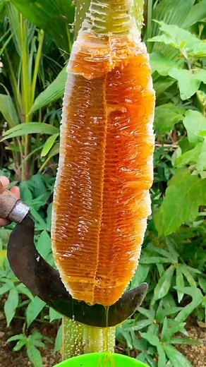 89K views · 1.7K reactions | Fresh honey  #honeybee #honey #harvesting #honeycomb #satisfying #bee #honeybee #queenbee #health #shorts #purehoney #harvest Telegram channel https://t.me/sscoconutfarm | SS Coconut Farming | Facebook