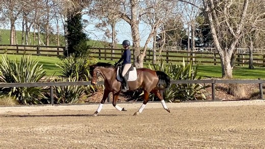 3.4K views · 36 reactions | Astek Ruby, people loving 10yo by Ramirez, o/o a Voltaire II mare standing at 16.2hh. | Brookby Heights International | Facebook