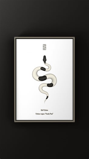 The Morph Archive | Reptile & Amphibian Art | Illustration of the Panda Pied Ball Python by The Morph Archive / Mingo Art | Instagram