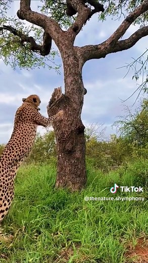 The Nature's Symphony no TikTok