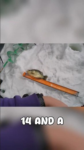 Ice Bite Finally Pays Off with a Master Angler Crappie!