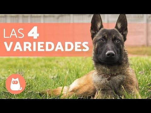 TIPOS de PASTOR BELGA - Nombres y Curiosidades