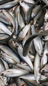 Amazing Fresh River Fish | Manirul