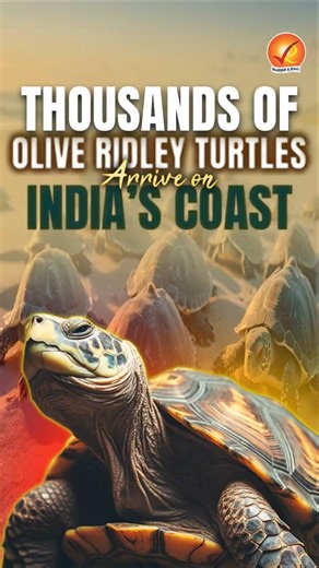 Thousands of Olive Ridley Turtles Arrive on India’s Coast