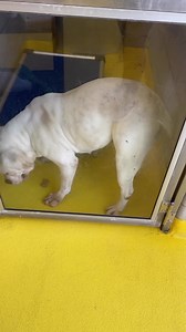 Happy Valentines Day! ♥️ Two paws up for a new home! Adopt a DAS pet today and fill your life with love 🐾❤️ We went around and passed valentines out to our little valentines. How lucky are we that we get to see all of these lovies everyday. We want to share the love and invite you to come find your valentine and new best friend today! We are here until 7pm today, love is just a meet and greet away. 🐶🐱❣️ | Dallas Animal Services and Adoption Center