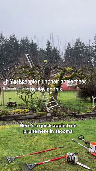 Same tree. Just set up for better apples. #treecare #pruning #landscaping #tacomawa #pnwtrees