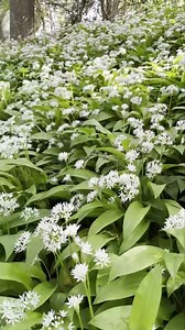 The heady smell of wild garlic flowers on a May afternoon is a thing of joy, much like the birdsong! Sound on! | Brambly Hedge Official