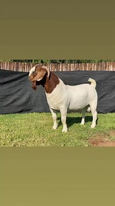 ‼️Full Blood Typical South African Boer Goats for sale , young Buck males and Doe / Females. A Display of typical pedigree and unmatched genetics Livestocks Exporters South Africa #fypシ゚ #goats #forsale #boergoats #fire #firesafety #usa #usareels #uk #saudiarabia #sale | Livestocks Exporters South Africa