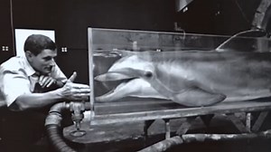 The CIA’s Strangest Experiments – From Hypnosis to Killer Dolphins