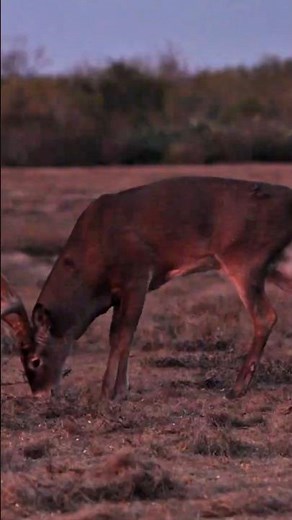 The Perfect Buck Shot You Don’t Want to Miss#buckhunting #bowhunting #archery #deerhunting #buckbeak