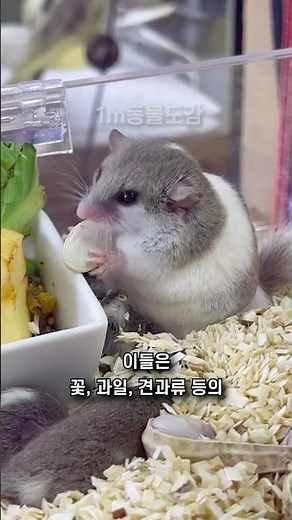 겨울잠쥐🐿️세상에서 가장 작은 다람쥐 #동물 #shorts #피그미다람쥐