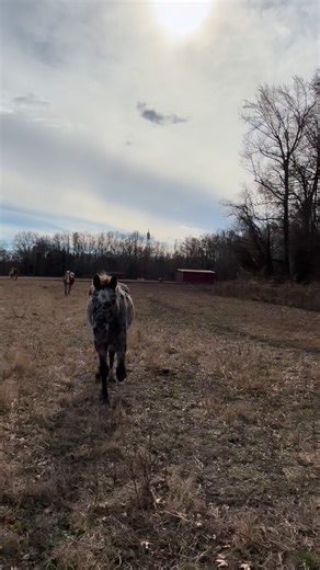 Horse Rescuer and Healer: Lauren Rosborough on Instagram: "Introducing Betty Boop🖤. Betty was rescued back in May, thanks to the help of our barn builders. Betty spent the summer getting healthy and teaching kids horsemanship.. before she made her way to HHHH in the fall. Betty is not our “normal” but she fits in perfectly. Betty is an older girl.. she loves to hang with Logan and Weston. She certainly sticks out in a herd of Belgians 😂❤️ . . Today is $2 Tuesday for hay! We go through $3,800 o