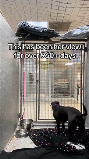 Meet Sora! She is an approximately 4year-old Pit/Lab mix.#uk #usa #canada #germany #london #viral