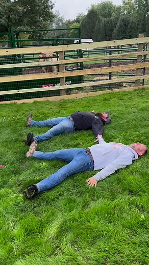 Caught Testing Out the New Grass 🤣 #farmlife #farm #cute #lol #funny #yard | Fluffy Feather Farm