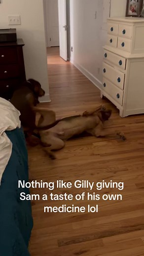 Samwell and Gilly's Hilarious Dog Shenanigans