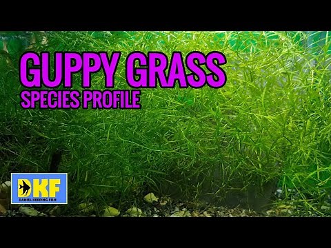 GUPPY GRASS SPECIES PROFILE