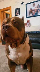 Big Boy Lux #uk #bullybreed #GOAT #lux | Upstate Primebully