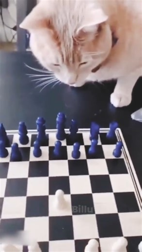 Cat Plays CHESS with Human (Then Destroys Everything!) 😹 #FunnyCats #ChessFails