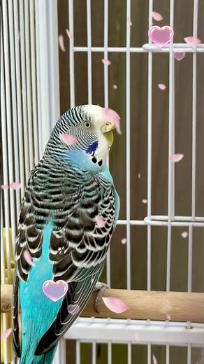 This is a budgerigar (Melopsittacus undulatus), commonly known as a budgie or parakeet.