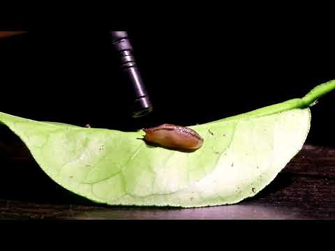 What does an eating slug sound like? This!