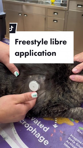 TikTok - Make Your Day