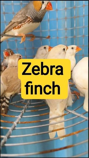 Zebra finch available in our Shop now..☺️ #birds #finches #zebrafinch #shorts #ytshorts