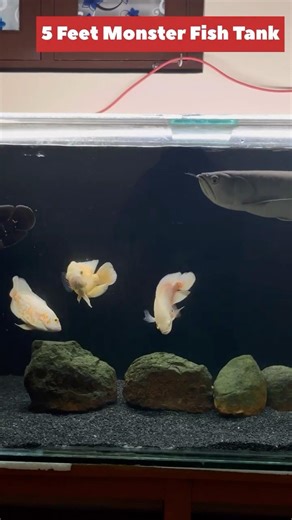 5 Feet Monster Fish Tank Setup | Silver Arowana | Oscars | Pacu | Rebuilt