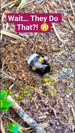 Bumblebee Digging a Hole 🐝🌿