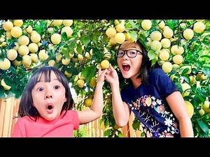 Our Home Garden - Plum Tree Harvest & Fruit Mukbang