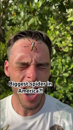 This GIANT BANANA SPIDER is harmless! Look at it crawl on my eye!