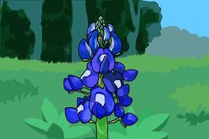 How to Draw a Bluebonnet