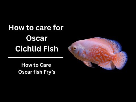 How to care Oscar Cichlid Fish Explained | The Expert's Guide to How to care Oscar Cichlid