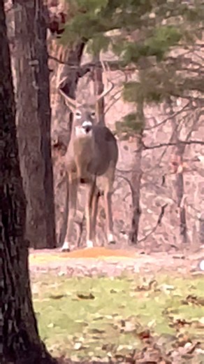6.2K views · 325 reactions | Check out the big buck, don’t know who it is, could be Toughy from 2 years ago路‍♀️ Also Bubbers from last year and a baby playing with Mittens歷歷歷理#trails #hiking #Cats #Dogs #HikingWithCats #ASMR #Animals #GoldenRetrievers #HikingWithDogs #deer #Nature #thedodo #funny | Brown Hiking Trails | Facebook