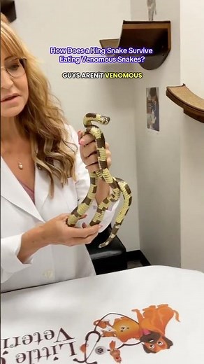 How Does a King Snake Survive Eating Venomous Snakes?