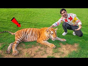 I Touched a Real Tiger😱 | अगर इसने हमला किया तो खेल खतम🥵 | 100% Real But Dangerous