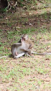 Monkey Troop Around Angkor Wat Temple 15 #Reels | Discover