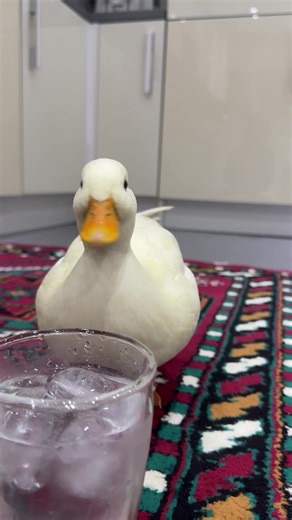 #callduck #water #drinking #cute #fyp | Drinking Water