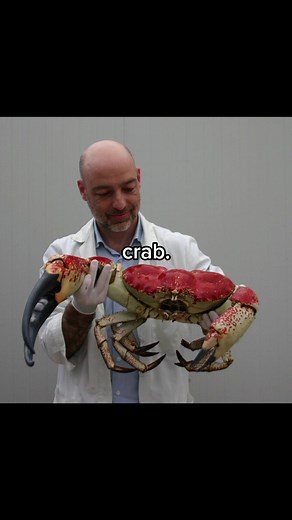 Exploring the Fascinating Life Cycle of Crabs