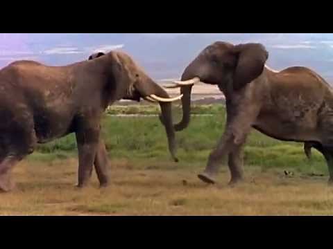 Evolution - Die Geschichte des Lebens - Große Transformation