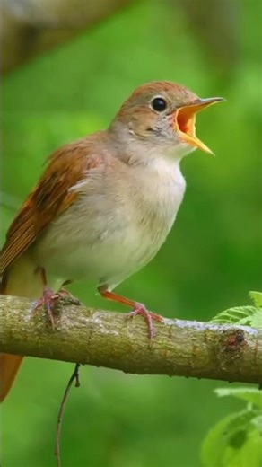 The Nightingale's Song – Real Birdsong for Sleep, Focus & Calm | No Music, Just Nature