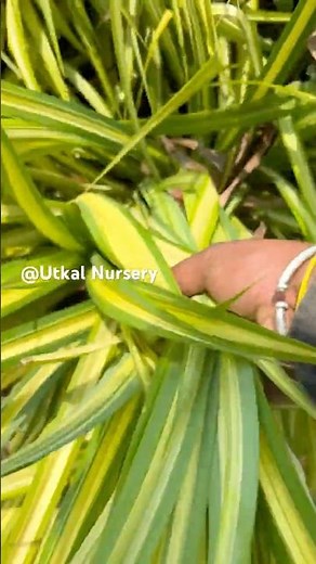 How to propagate spider plants#spiderplants #spiderplants care#shorts
